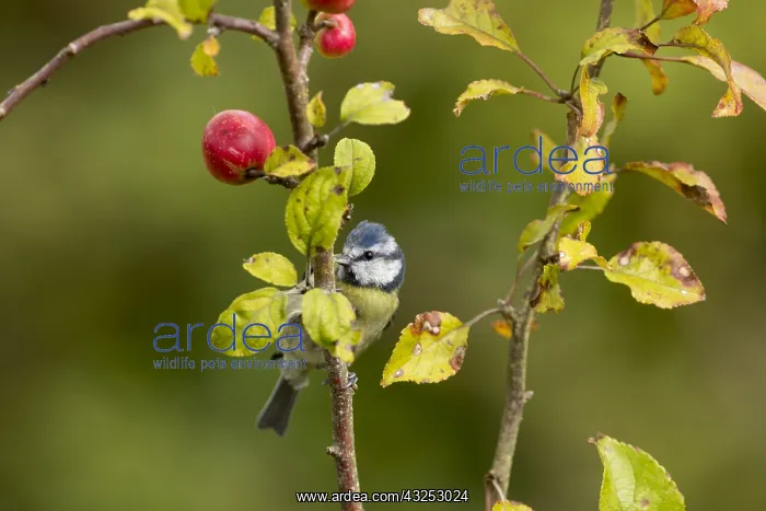  : Blue Tit - on Crab Apple Tree - Cornwall - UK