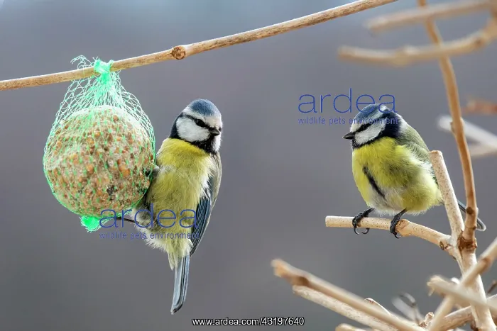 : Blue Tit (Cyanistes caeruleus) 2 adults feeding : Blue Tit (Cyanistes caeruleus) 2 adults feeding