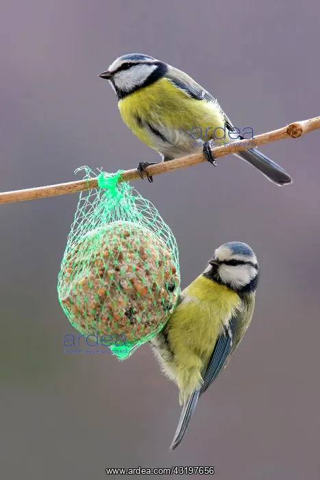 : Blue Tit (Cyanistes caeruleus) 2 adults feeding : Blue Tit (Cyanistes caeruleus) 2 adults feeding