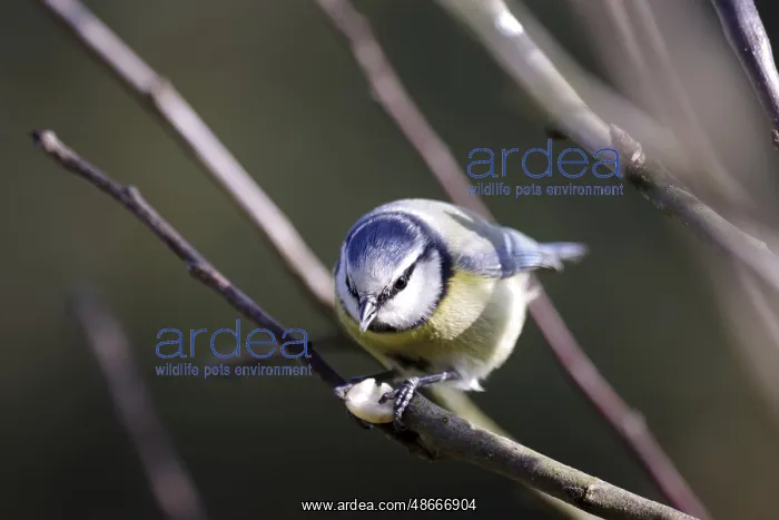 : Blue tit (Cyanistes caeruleus), close-up, songbird, bird : Blue tit (Cyanistes caeruleus), close-up, songbird, bird
