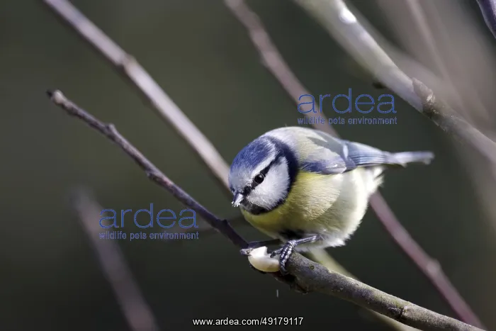 : Blue tit (Cyanistes caeruleus) : Blue tit (Cyanistes caeruleus)