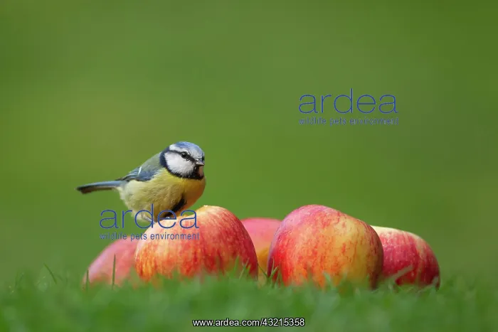 : Blue tit (Cyanistes Caeruleus), adult bird on apples : Blue tit (Cyanistes Caeruleus), adult bird on apples