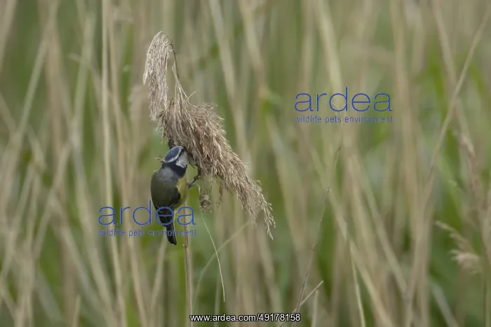 : Blue tit (Cyanistes Caeruleus) adult bird feeding on a Common reed seedhead : Blue tit (Cyanistes Caeruleus) adult bird feeding on a Common reed seedhead