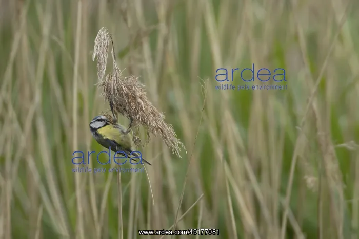 : Blue tit (Cyanistes Caeruleus) adult bird feeding on a Common reed seedhead in a reedbed : Blue tit (Cyanistes Caeruleus) adult bird feeding on a Common reed seedhead in a reedbed