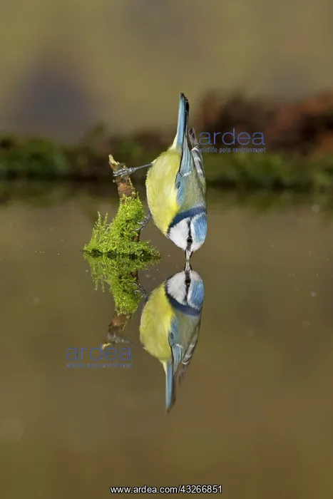 : Blue tit (Cyanistes caeruleus), adult, drinking : Blue tit (Cyanistes caeruleus), adult, drinking