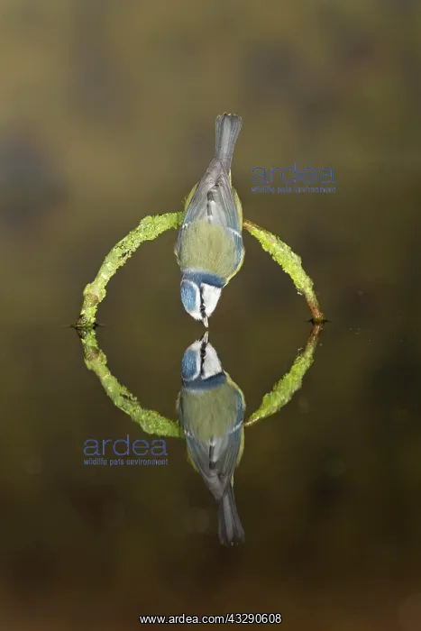 : Blue Tit (Cyanistes caeruleus) adult, drinking : Blue Tit (Cyanistes caeruleus) adult, drinking