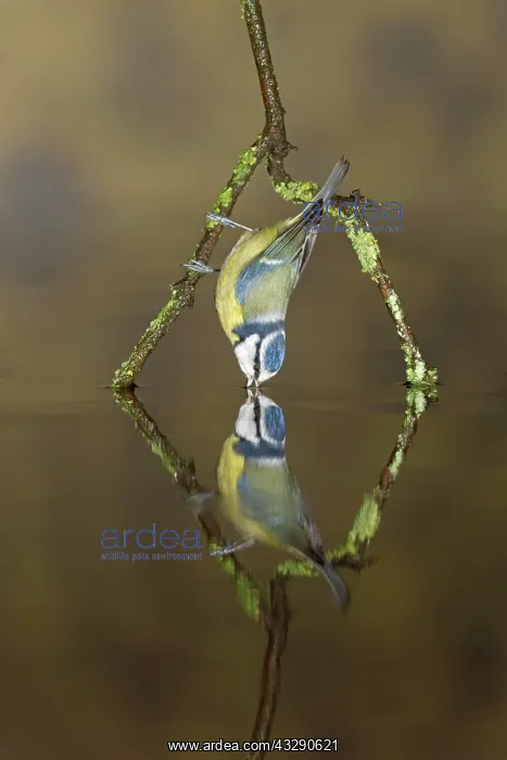 : Blue Tit (Cyanistes caeruleus) adult, drinking : Blue Tit (Cyanistes caeruleus) adult, drinking