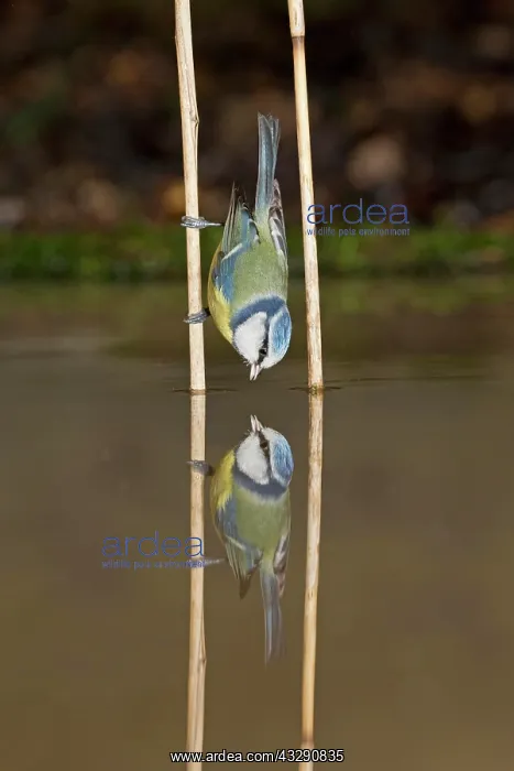 : Blue Tit (Cyanistes caeruleus) adult, drinking : Blue Tit (Cyanistes caeruleus) adult, drinking
