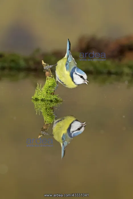 : Blue tit (Cyanistes caeruleus), adult, drinking : Blue tit (Cyanistes caeruleus), adult, drinking