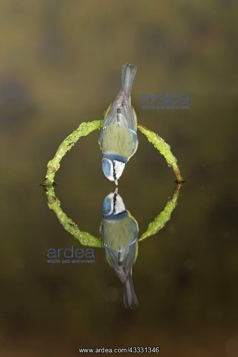 : Blue tit (Cyanistes caeruleus), adult, drinking : Blue tit (Cyanistes caeruleus), adult, drinking