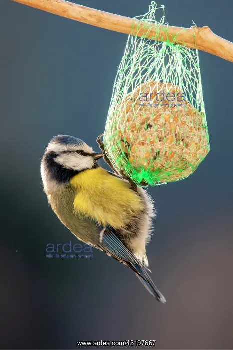 : Blue Tit (Cyanistes caeruleus) adult feeding on : Blue Tit (Cyanistes caeruleus) adult feeding on