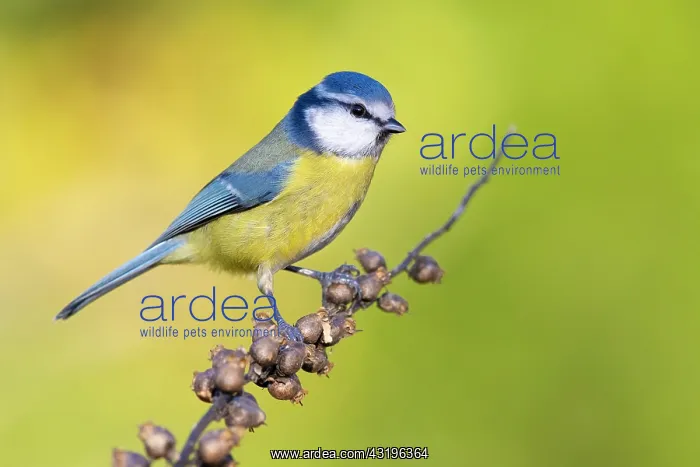 : Blue Tit (Cyanistes caeruleus), adult perched on : Blue Tit (Cyanistes caeruleus), adult perched on