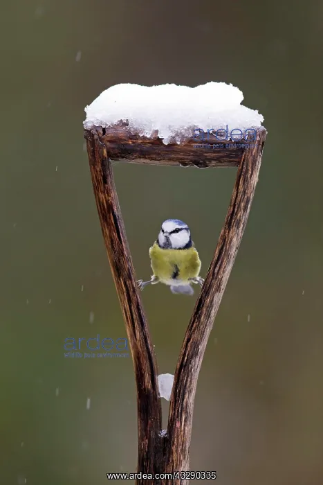 : Blue Tit (Cyanistes caeruleus) adult, perched on : Blue Tit (Cyanistes caeruleus) adult, perched on