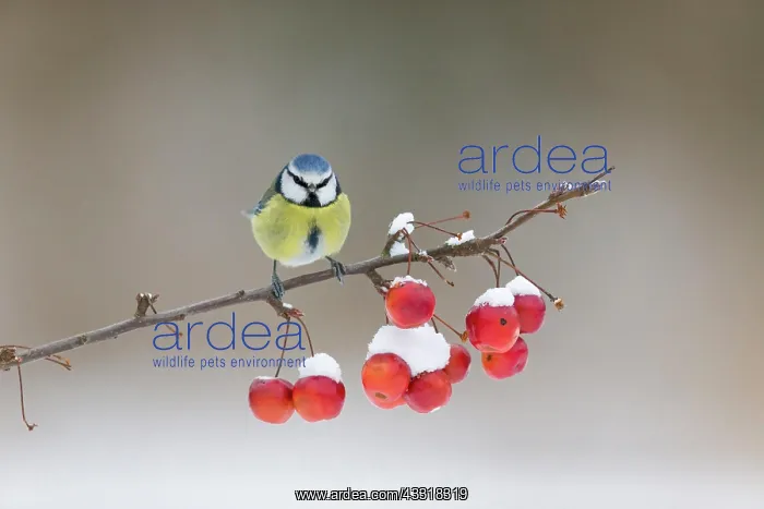: Blue Tit (Cyanistes caeruleus) adult, perched on : Blue Tit (Cyanistes caeruleus) adult, perched on
