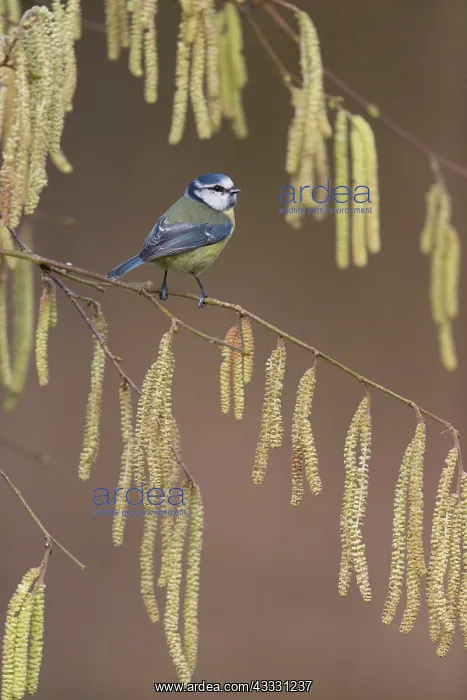: Blue Tit (Cyanistes caeruleus) adult, perched among : Blue Tit (Cyanistes caeruleus) adult, perched among