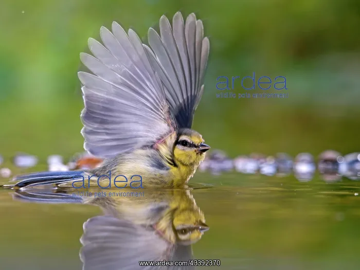 : Blue tit (Cyanistes caeruleus) bathing in shallow : Blue tit (Cyanistes caeruleus) bathing in shallow