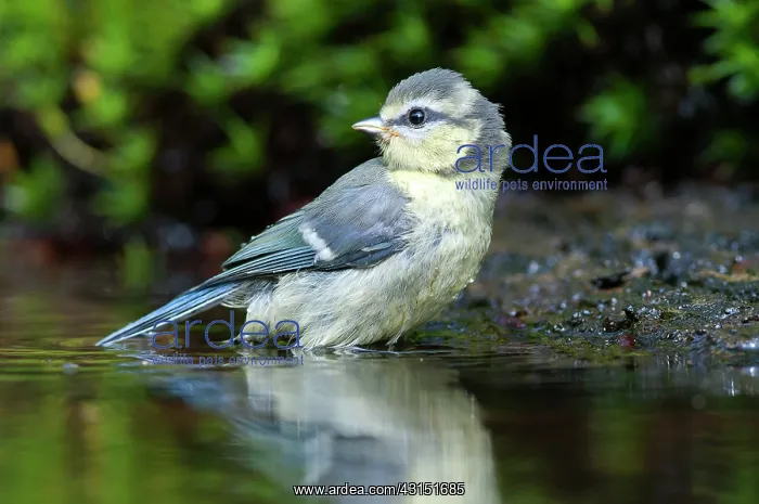 : Blue Tit (Cyanistes caeruleus) bathing in water : Blue Tit (Cyanistes caeruleus) bathing in water