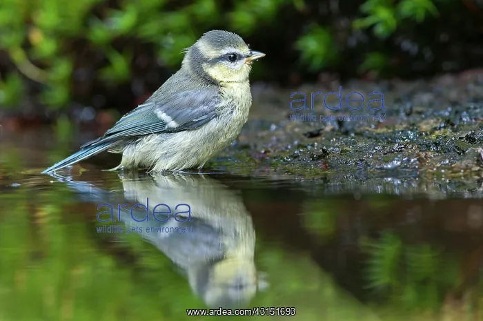 : Blue Tit (Cyanistes caeruleus) bathing in water : Blue Tit (Cyanistes caeruleus) bathing in water