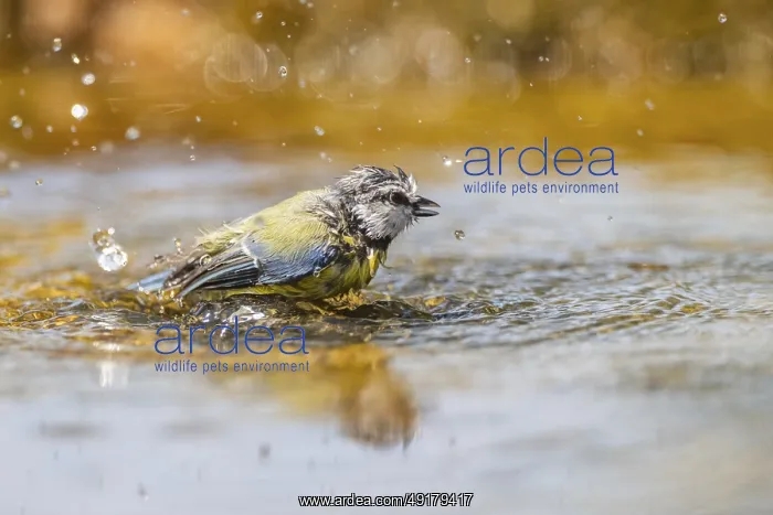  : Blue tit (Cyanistes caeruleus) bathing in a water pool