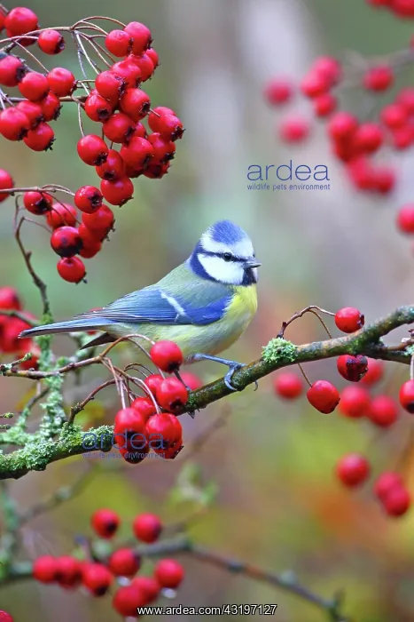  : Blue tit (Cyanistes caeruleus) with berries of the