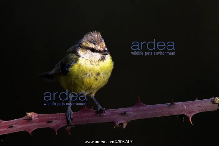 : Blue Tit (Cyanistes caeruleus) on Bramble, Ciudad : Blue Tit (Cyanistes caeruleus) on Bramble, Ciudad
