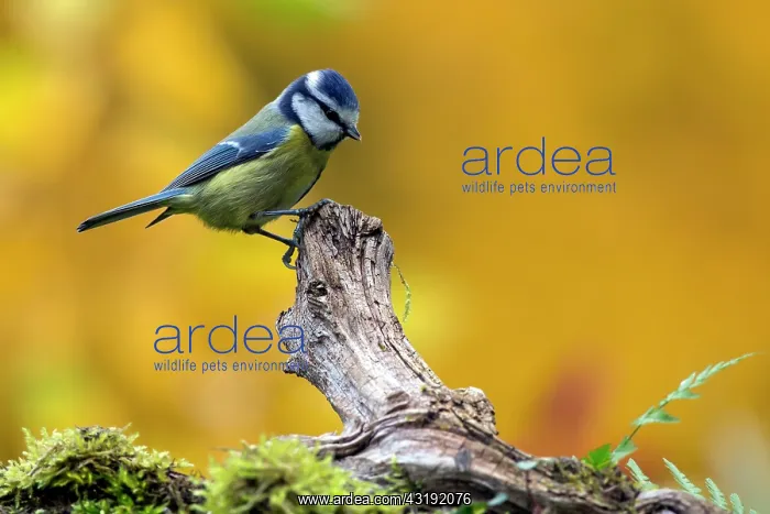 : Blue Tit (Cyanistes caeruleus), On a branch of dead : Blue Tit (Cyanistes caeruleus), On a branch of dead