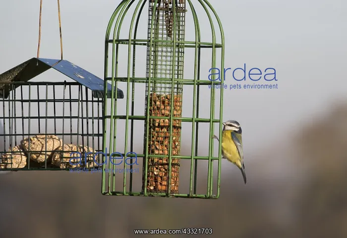 : Blue tit Cyanistes caeruleus eating fat balls on : Blue tit Cyanistes caeruleus eating fat balls on