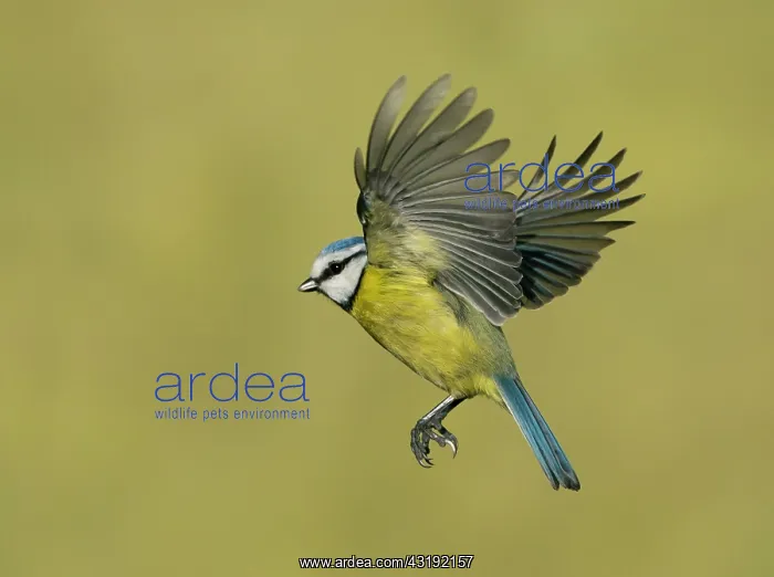 : Blue tit (Cyanistes caeruleus) in flight, England : Blue tit (Cyanistes caeruleus) in flight, England