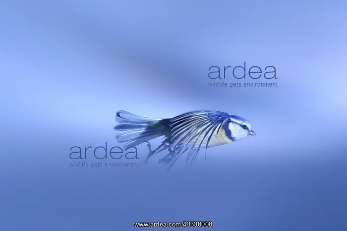 : Blue Tit (Cyanistes caeruleus) in flight in winter : Blue Tit (Cyanistes caeruleus) in flight in winter