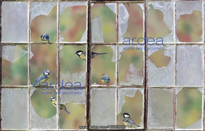 : Blue tit (Cyanistes caeruleus) Great tit (Parus : Blue tit (Cyanistes caeruleus) Great tit (Parus