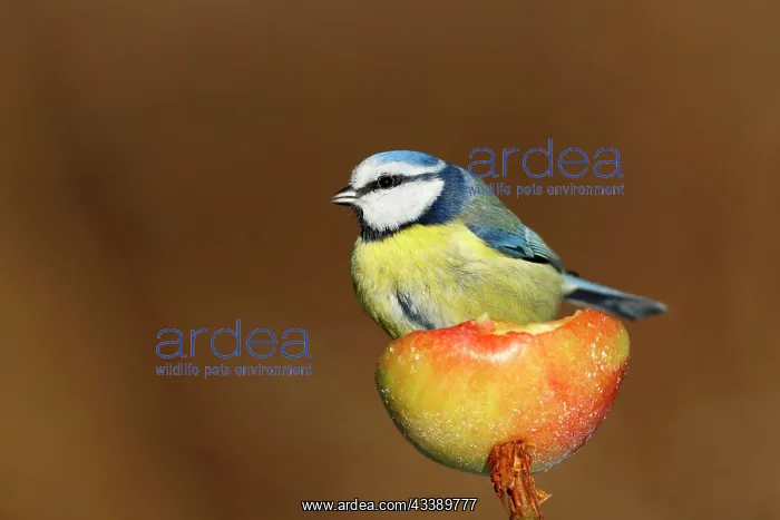 : Blue Tit (Cyanistes caeruleus), individual sitting : Blue Tit (Cyanistes caeruleus), individual sitting