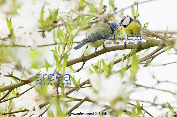 : Blue Tit (Cyanistes caeruleus) male feeding female : Blue Tit (Cyanistes caeruleus) male feeding female