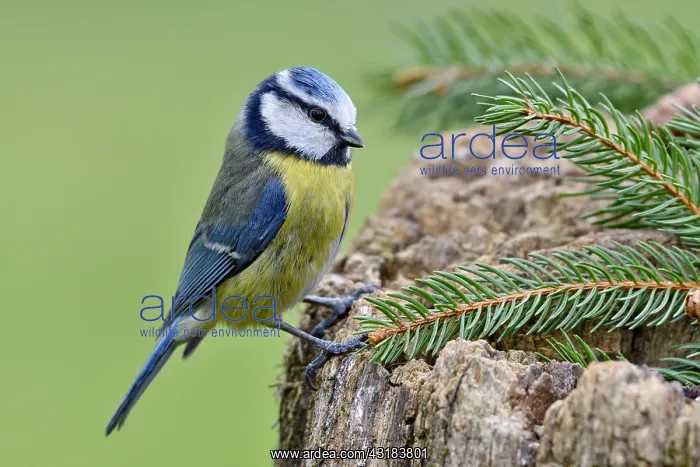 : Blue tit (Cyanistes caeruleus) on an old stump : Blue tit (Cyanistes caeruleus) on an old stump
