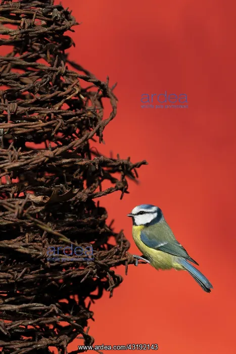  : Blue tit (Cyanistes caeruleus) perched on barbed