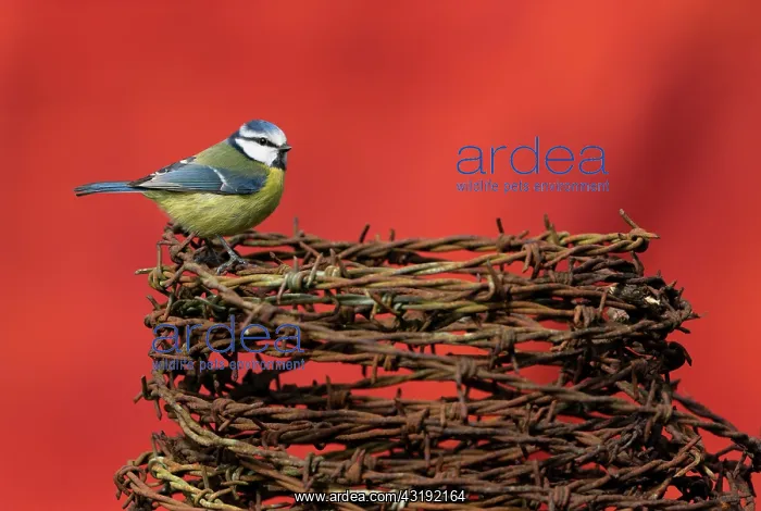 : Blue tit (Cyanistes caeruleus) perched on barbed : Blue tit (Cyanistes caeruleus) perched on barbed