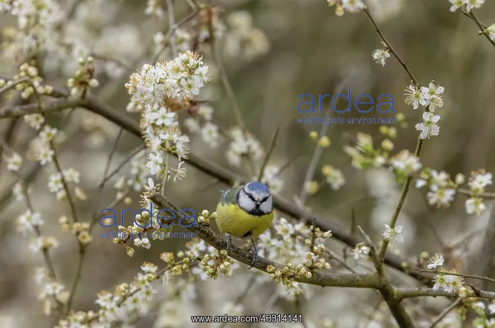 : Blue tit, Cyanistes caeruleus, perched among Bla : Blue tit, Cyanistes caeruleus, perched among Bla