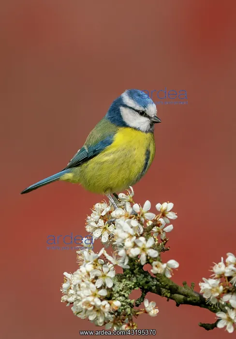 : Blue tit (Cyanistes caeruleus) perched amongst blackthorn : Blue tit (Cyanistes caeruleus) perched amongst blackthorn