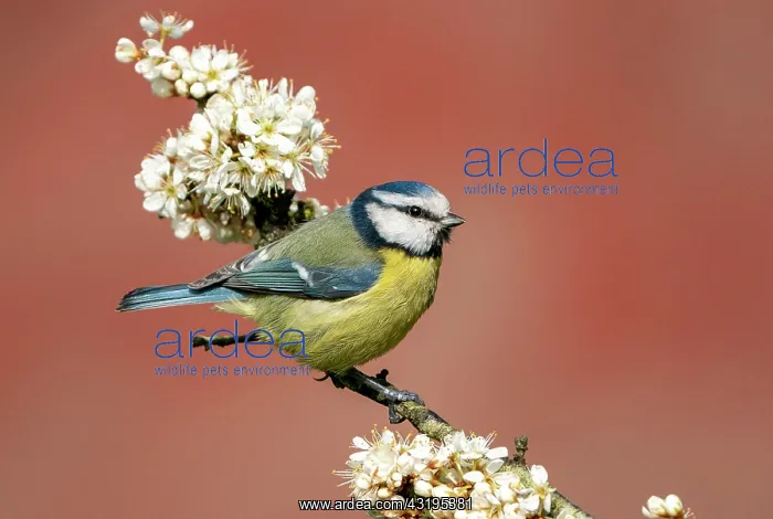 : Blue tit (Cyanistes caeruleus) perched amongst blackthorn : Blue tit (Cyanistes caeruleus) perched amongst blackthorn