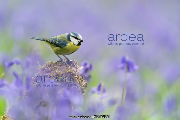 : Blue tit (Cyanistes caeruleus) perched amongst bluebell : Blue tit (Cyanistes caeruleus) perched amongst bluebell