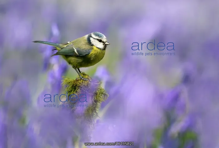 : Blue tit (Cyanistes caeruleus) perched on a branch : Blue tit (Cyanistes caeruleus) perched on a branch