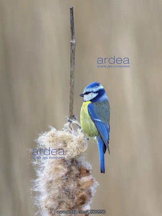 : Blue Tit (Cyanistes caeruleus) perched on bulru : Blue Tit (Cyanistes caeruleus) perched on bulru