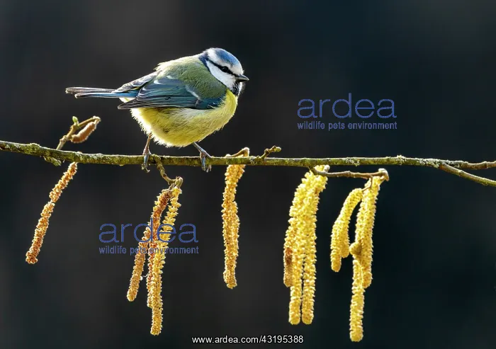: Blue tit (Cyanistes caeruleus) perched amongst Catkins : Blue tit (Cyanistes caeruleus) perched amongst Catkins