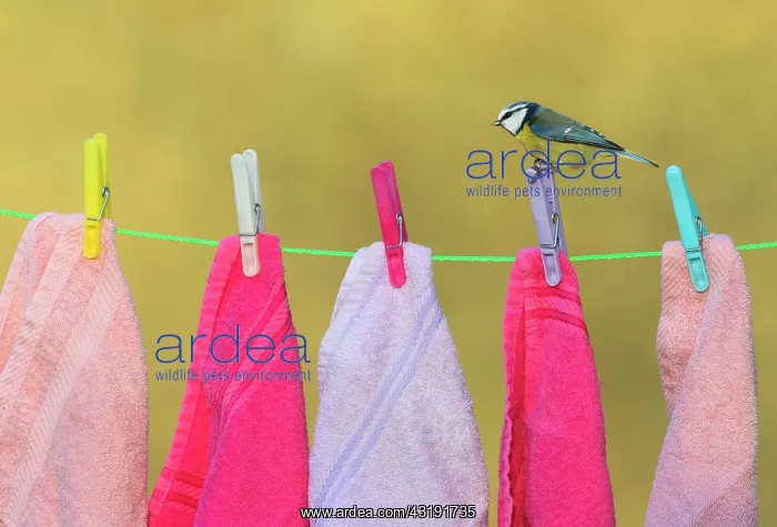 : Blue tit (Cyanistes caeruleus) perched on a cloth : Blue tit (Cyanistes caeruleus) perched on a cloth