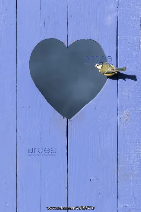: Blue tit (Cyanistes caeruleus) perched in a heard : Blue tit (Cyanistes caeruleus) perched in a heard