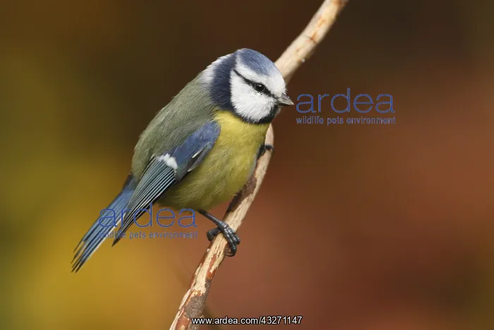 : Blue Tit (Cyanistes caeruleus) perched, The Net : Blue Tit (Cyanistes caeruleus) perched, The Net