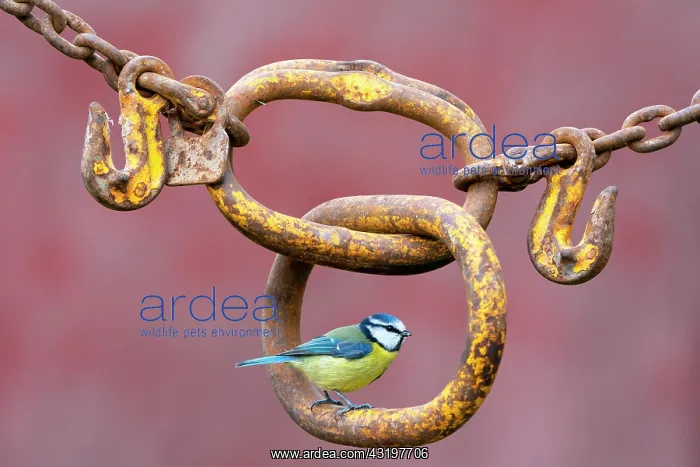 : Blue tit (Cyanistes caeruleus) perched on an old : Blue tit (Cyanistes caeruleus) perched on an old