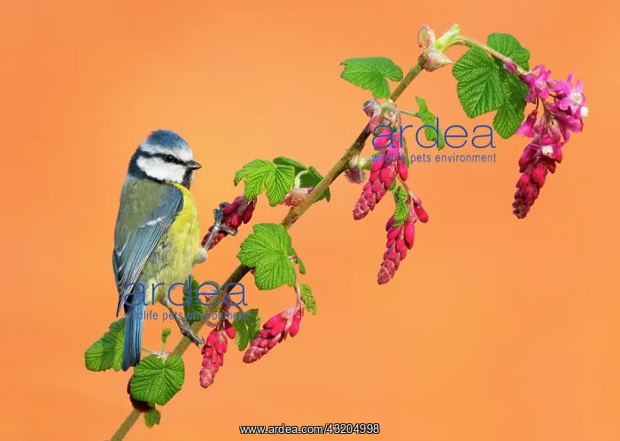 : Blue tit (Cyanistes caeruleus) perched on redflower : Blue tit (Cyanistes caeruleus) perched on redflower