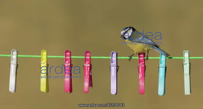 : Blue tit (Cyanistes caeruleus) perched on a washing : Blue tit (Cyanistes caeruleus) perched on a washing