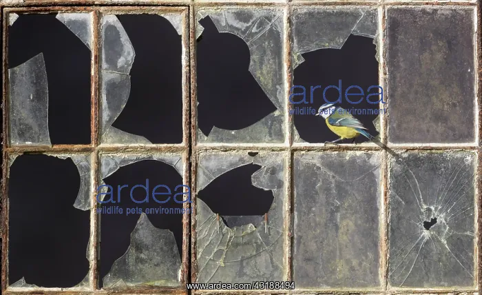  : Blue tit (Cyanistes caeruleus) perched in a window