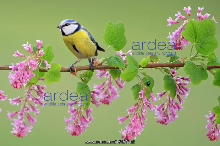 : Blue Tit (Cyanistes caeruleus) perching on flowering Ribes S : Blue Tit (Cyanistes caeruleus) perching on flowering Ribes S
